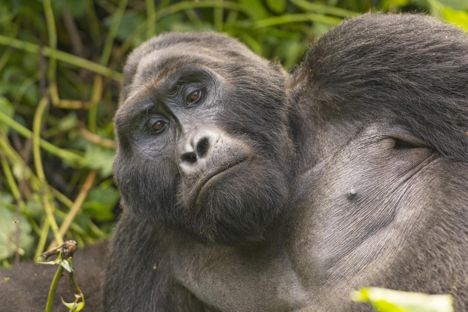 Mountain gorilla in East Africa