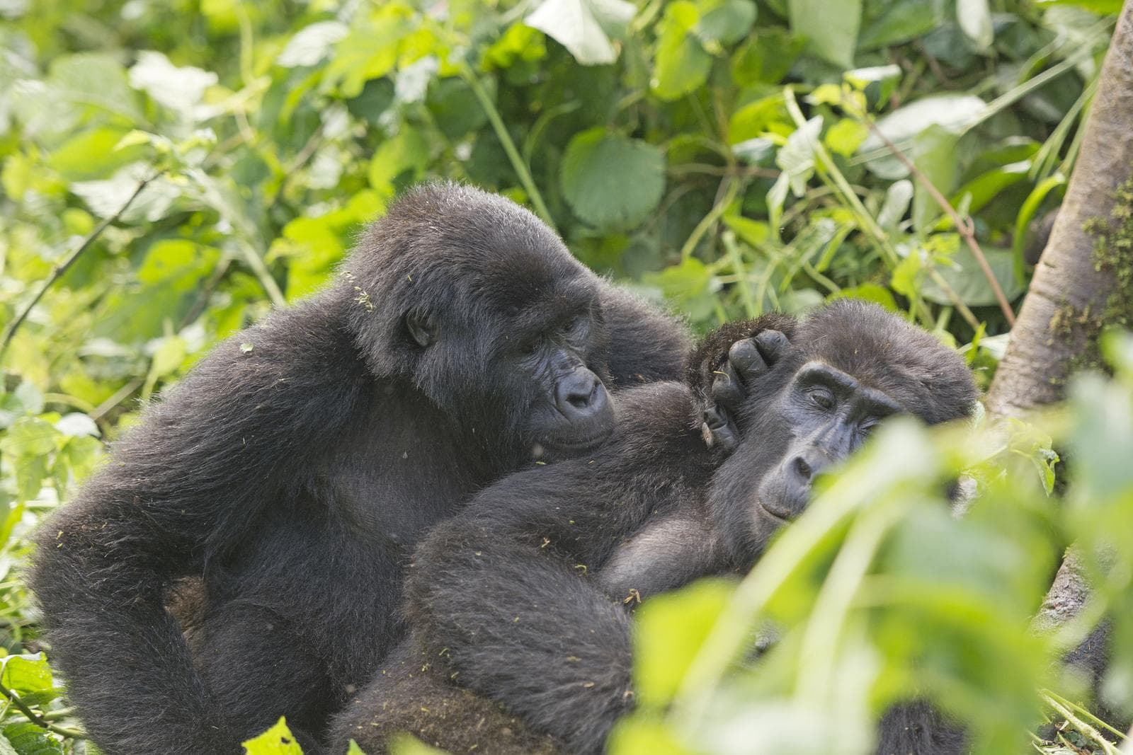 Mountain gorillas in East Africa
