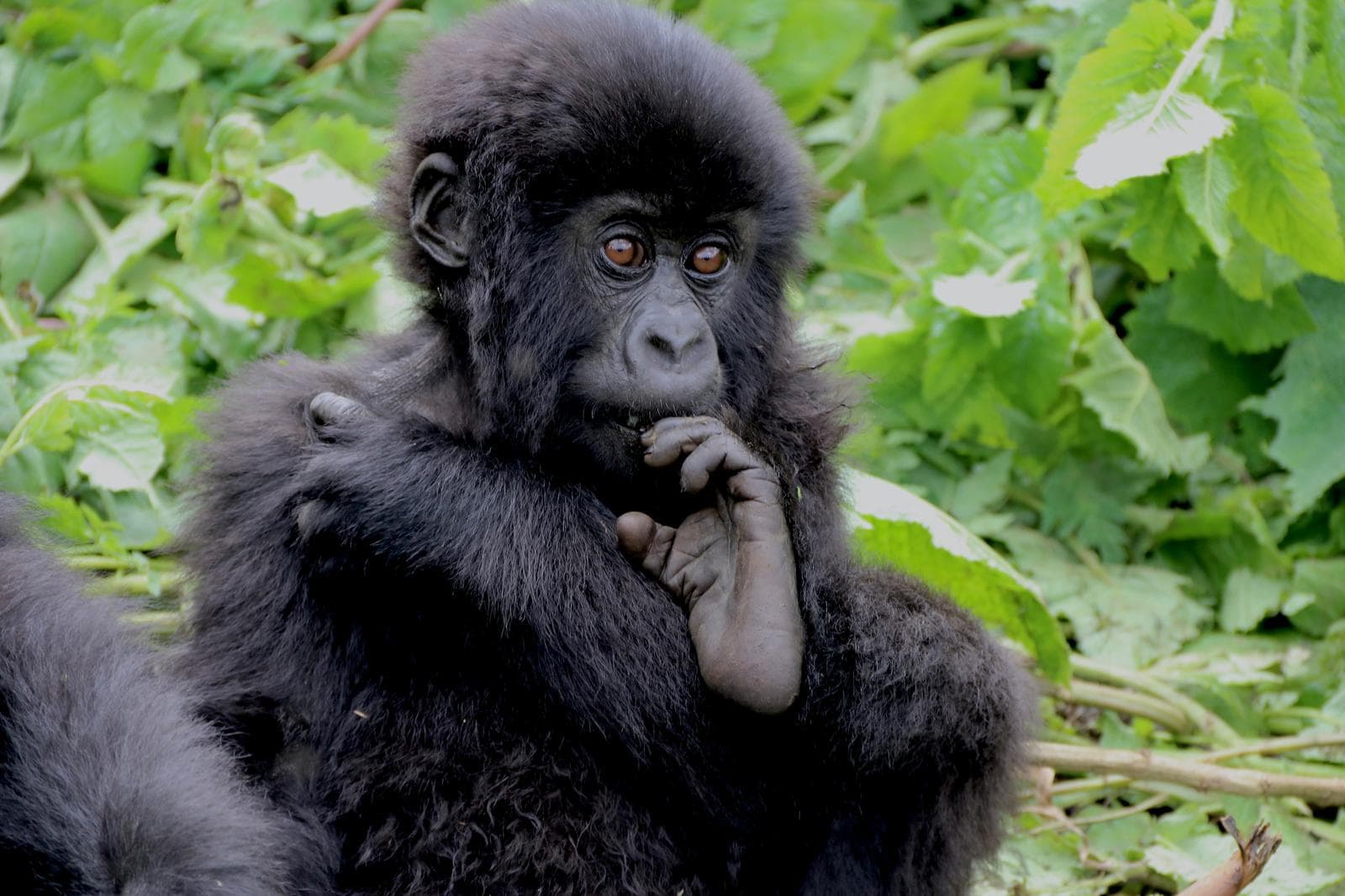 Baby Mountain Gorilla puts leg in the mouth