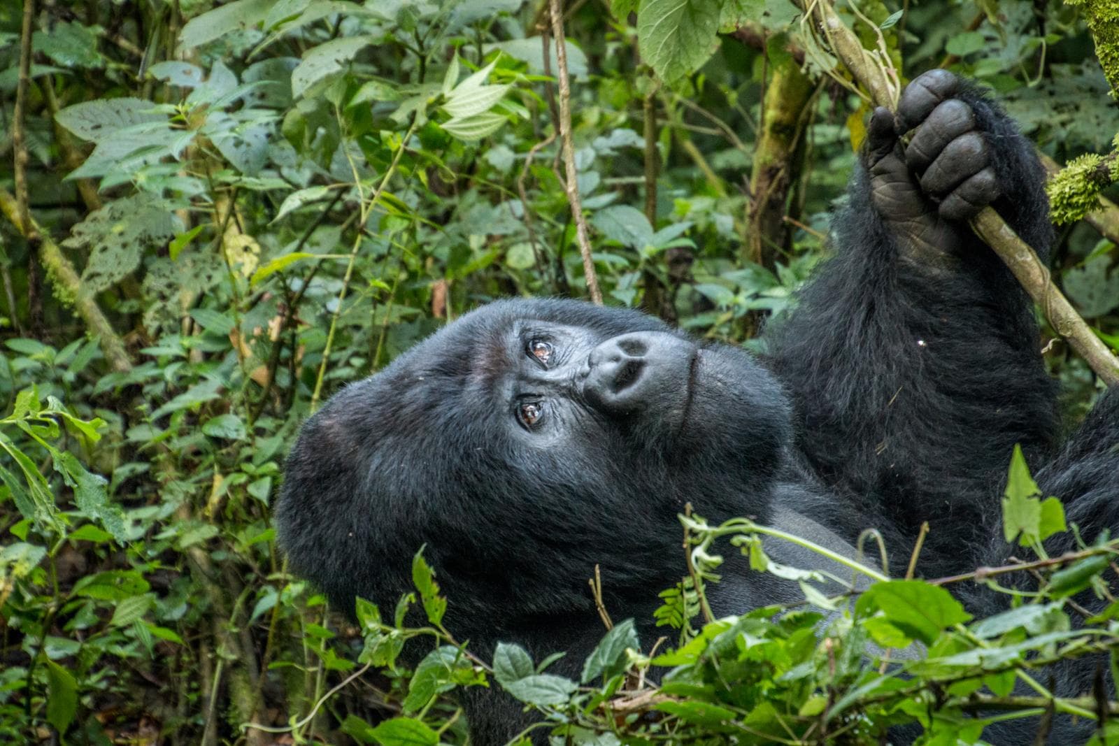 Mountain gorilla in East Africa