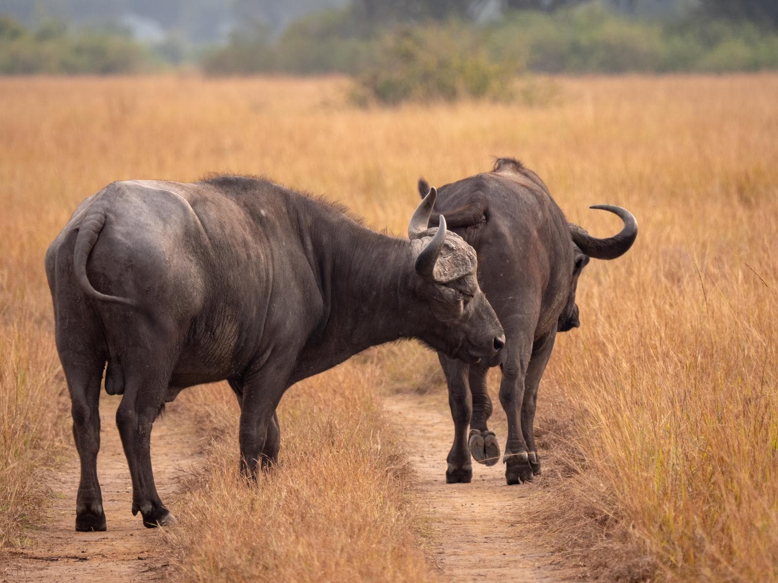 African buffaloes in East Africa