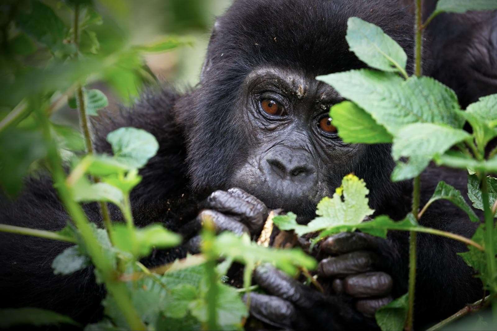 Baby mountain gorilla in East Africa