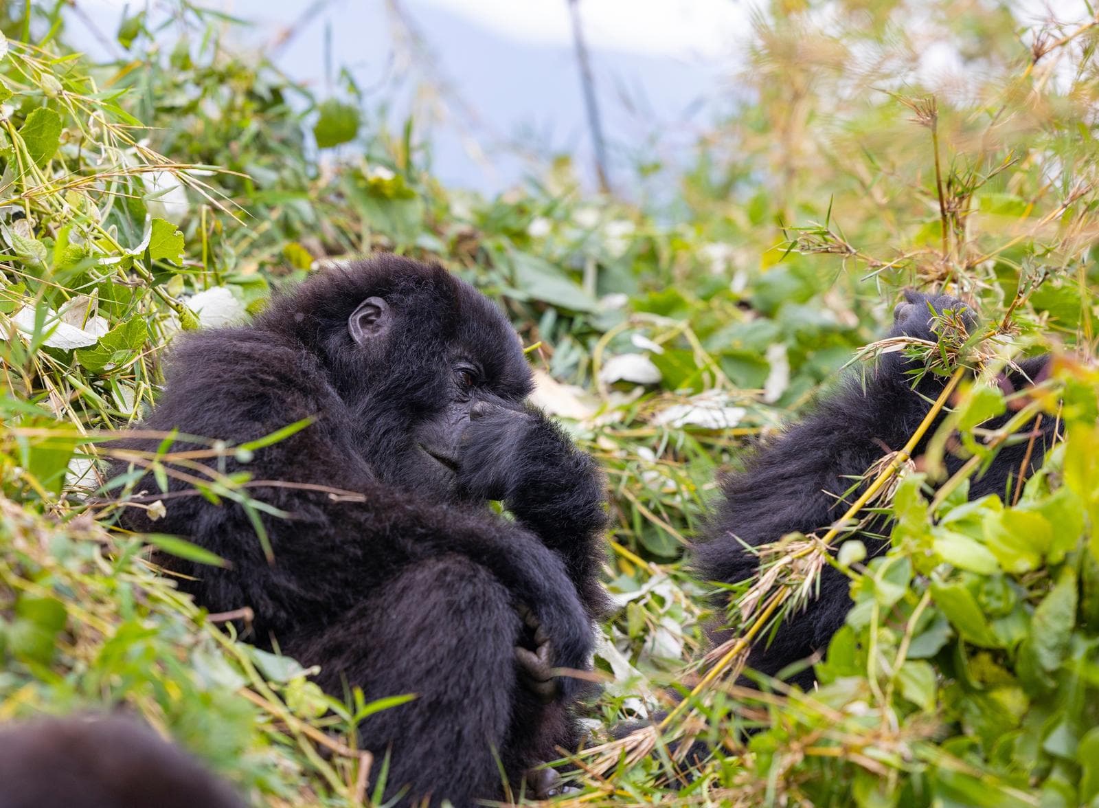 Mountain gorilla in East Africa